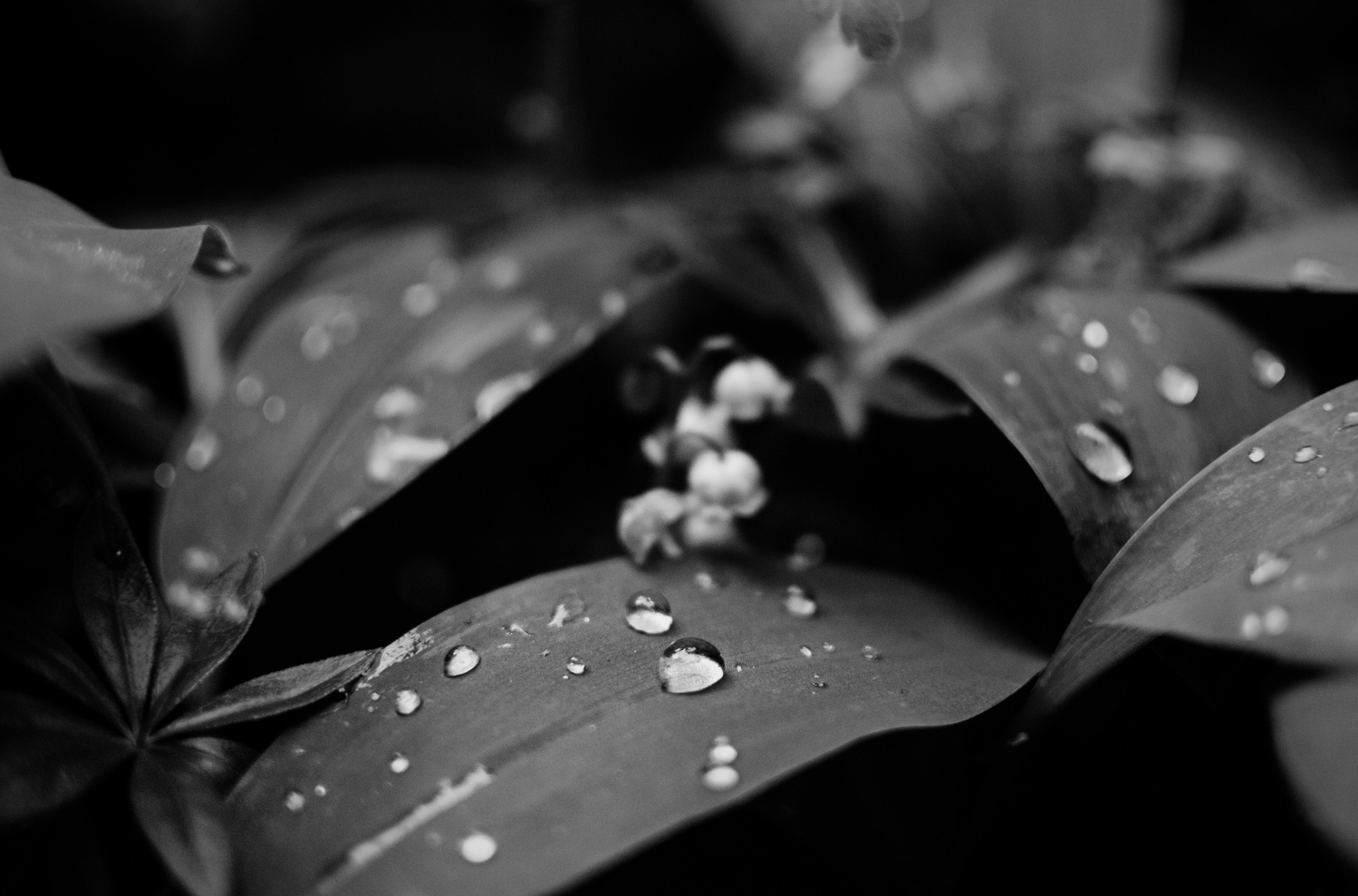 Drops II