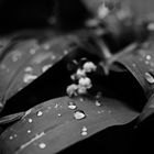 Drops II