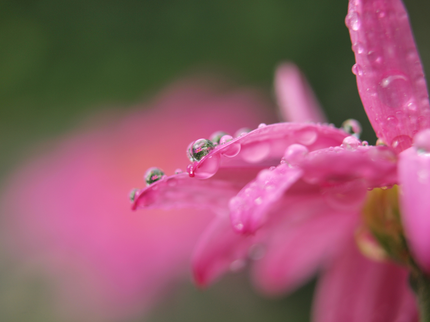 Drops II