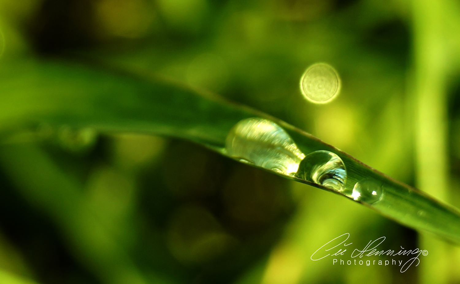 Drops II