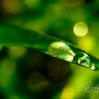 Drops II