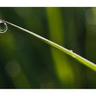 Drops in der Natur