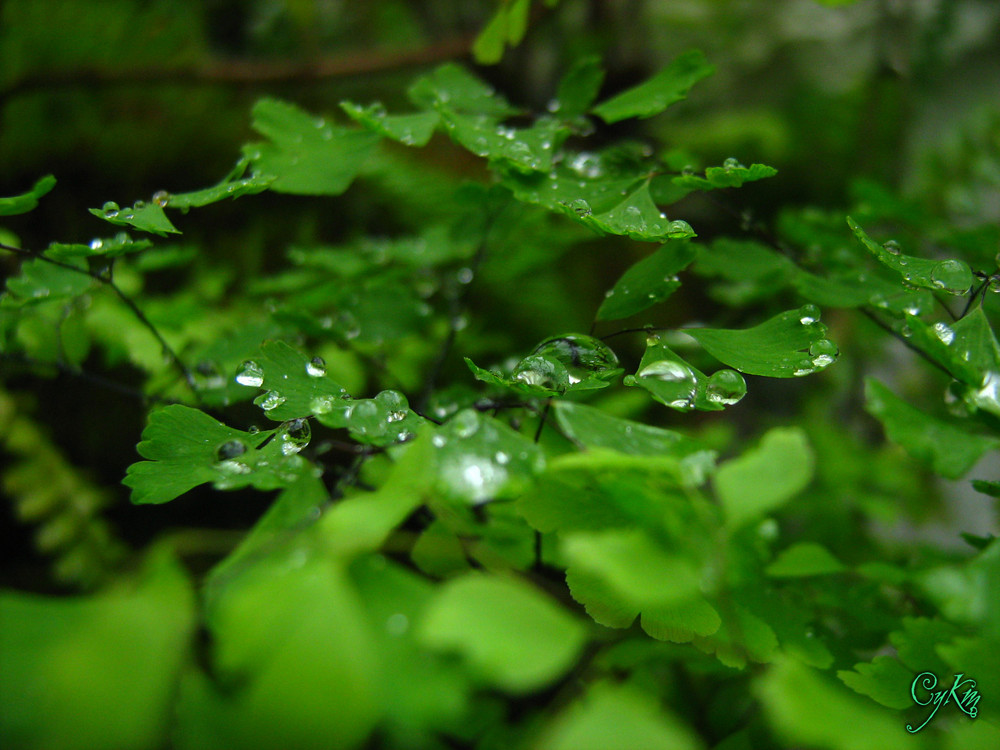 Drops in maiden-hair. (Gotas na Avenca).