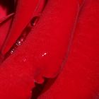 Drops in red