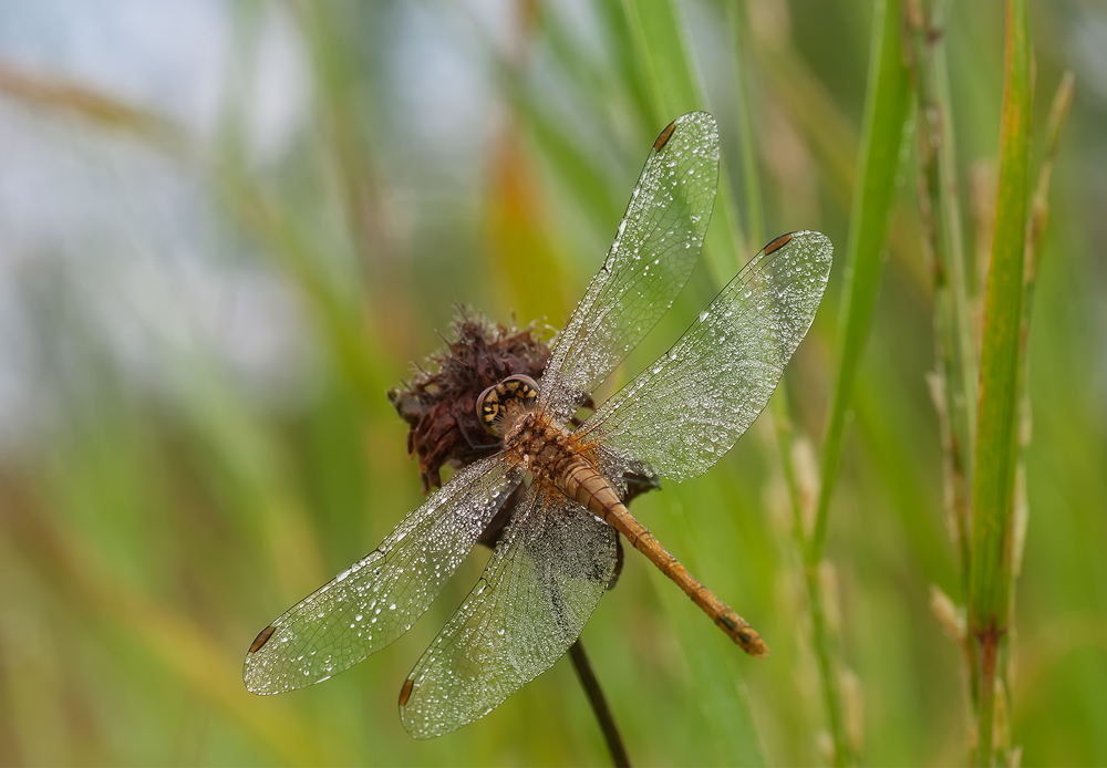 ~Drops Libelle~