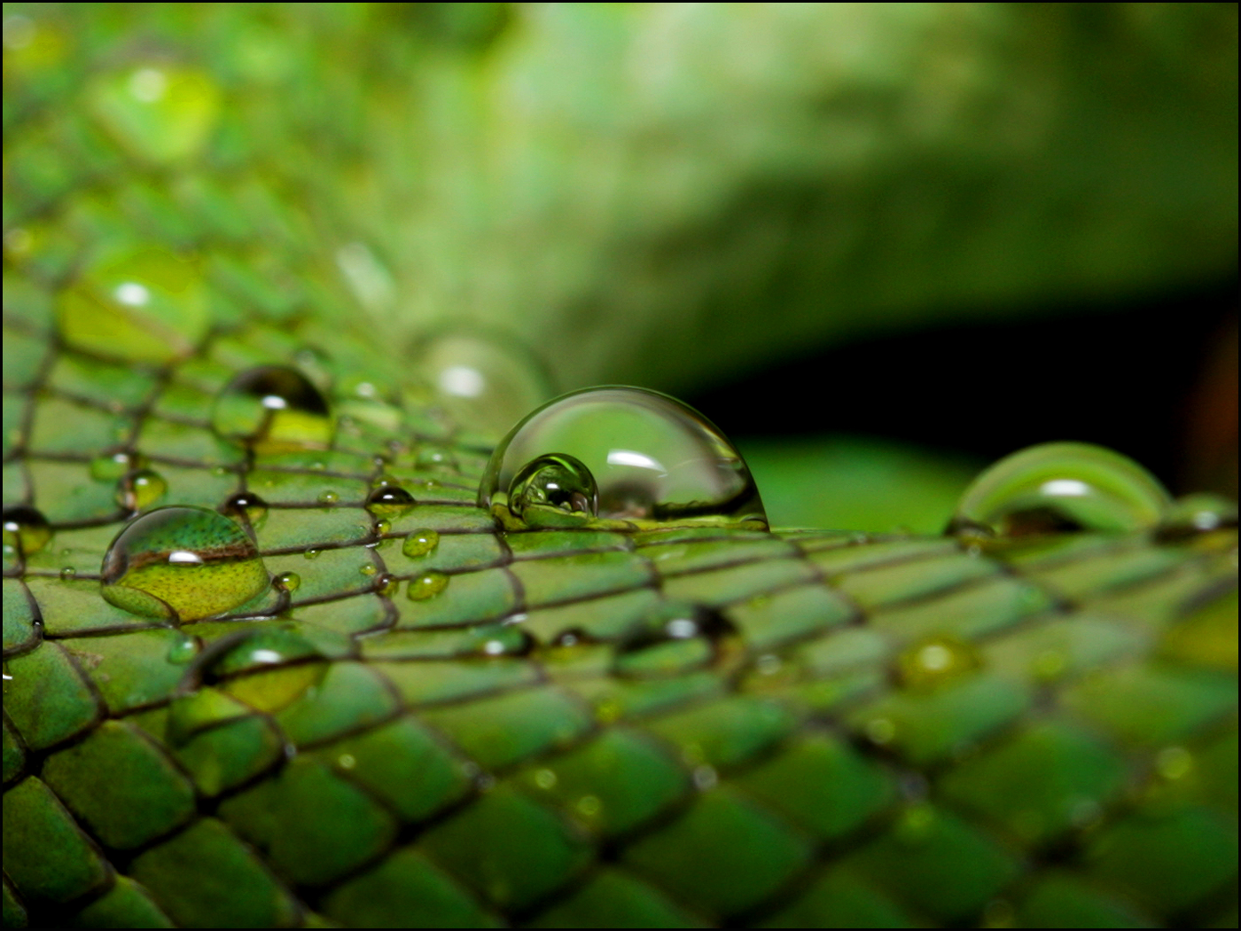 Drops 'n Scales