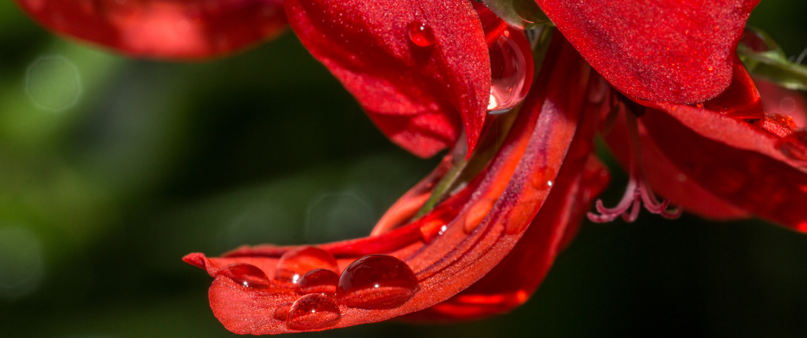 Drops of dew on red geranium