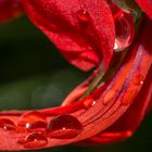 Drops of dew on red geranium