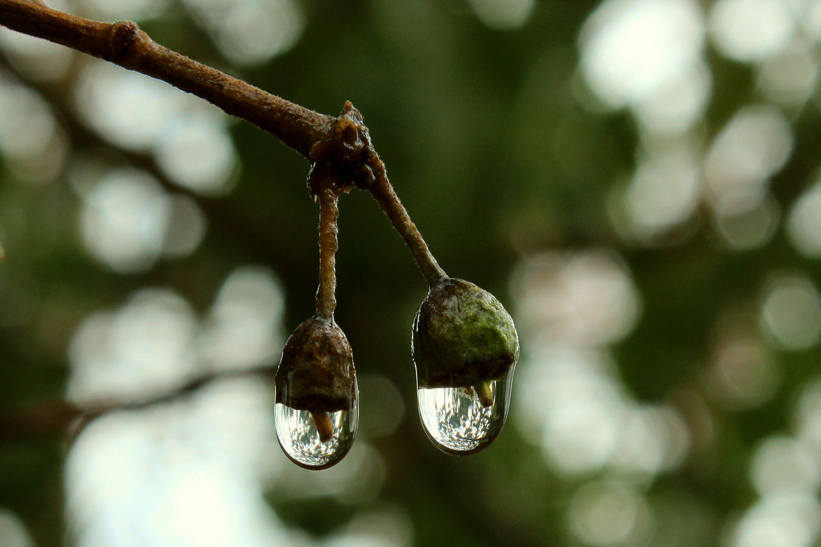 Drops of Ivy