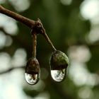 Drops of Ivy