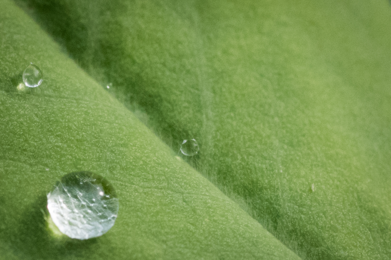 Drops on a leaf