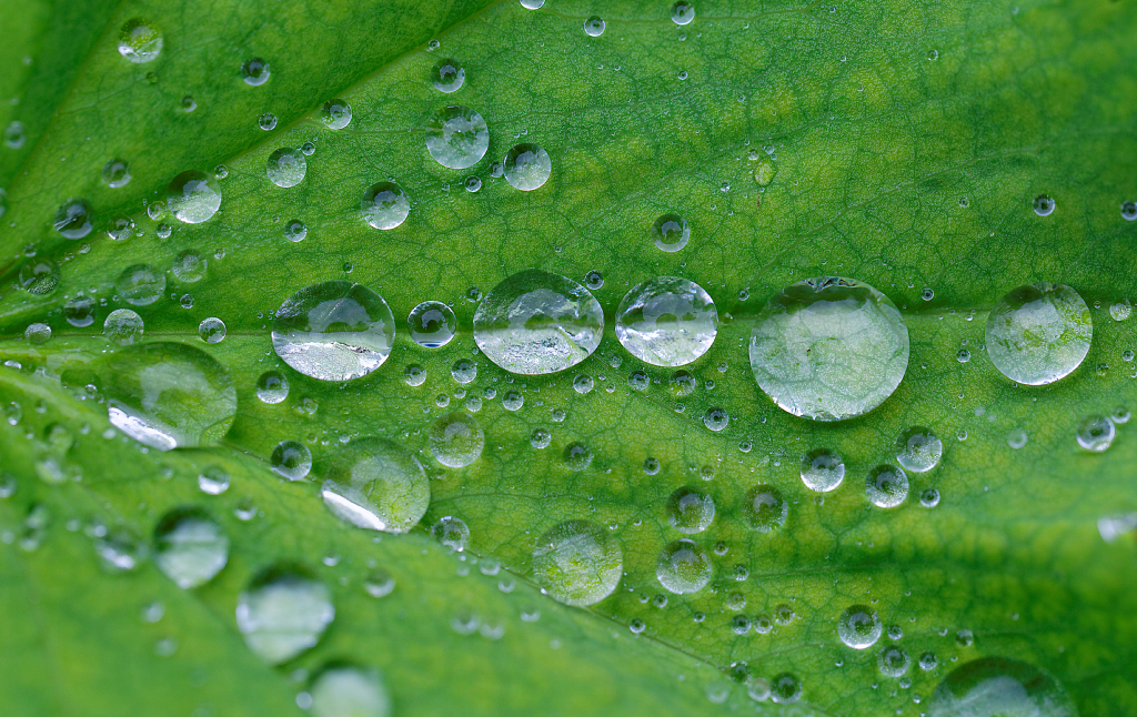 Drops on a leaf