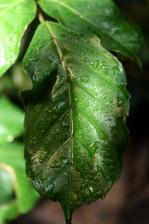 Drops on a leaf