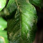 Drops on a leaf