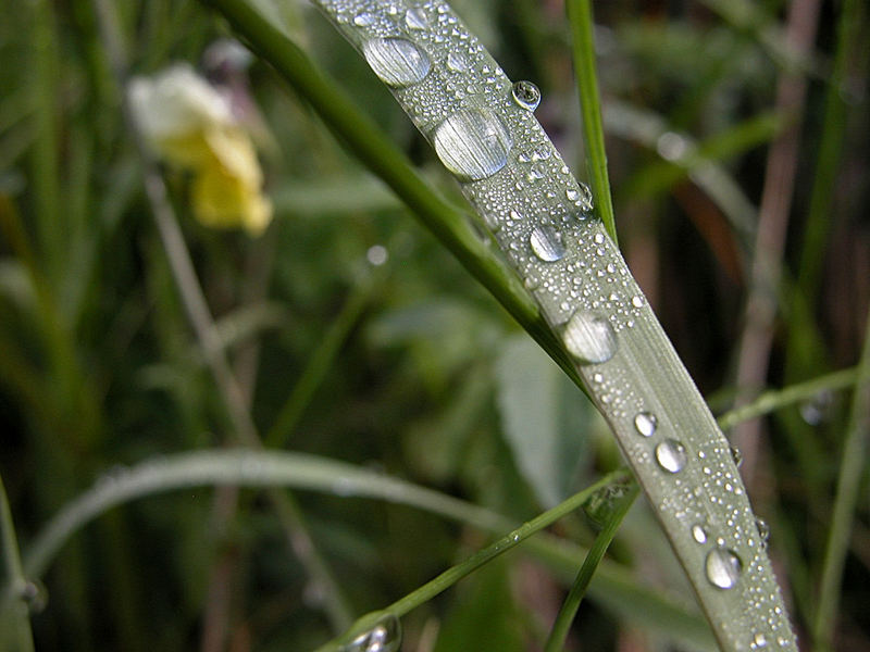 Drops on a leaf