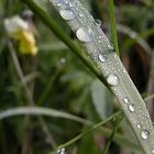 Drops on a leaf