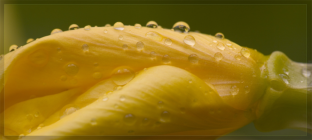 Drops on a marrow plant