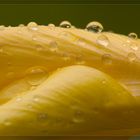 Drops on a marrow plant