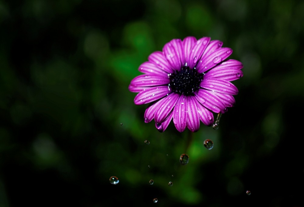 Drops on a sunflower