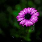 Drops on a sunflower