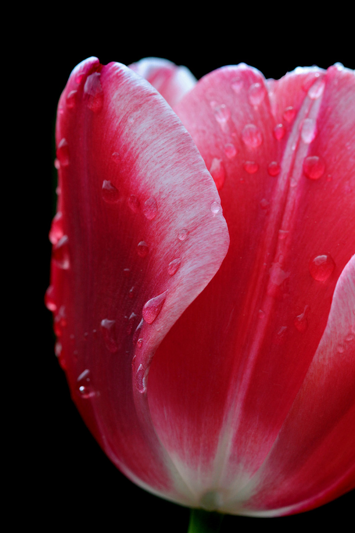 Drops on a tulip