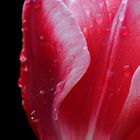 Drops on a tulip