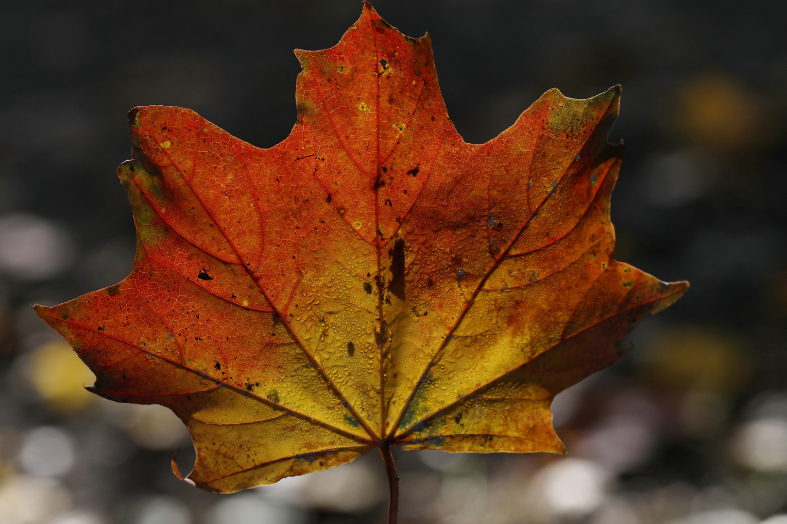 Drops on Autumn Leaf