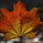 Drops on Autumn Leaf