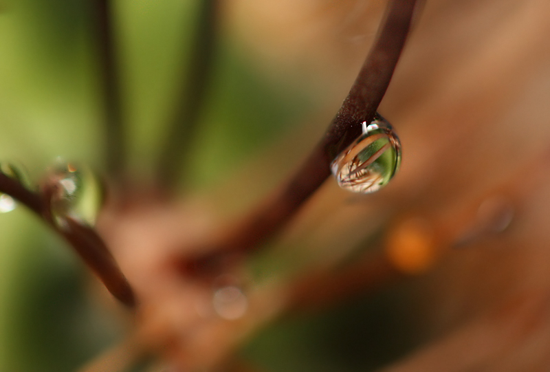 drops on cactus