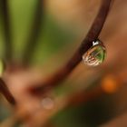 drops on cactus