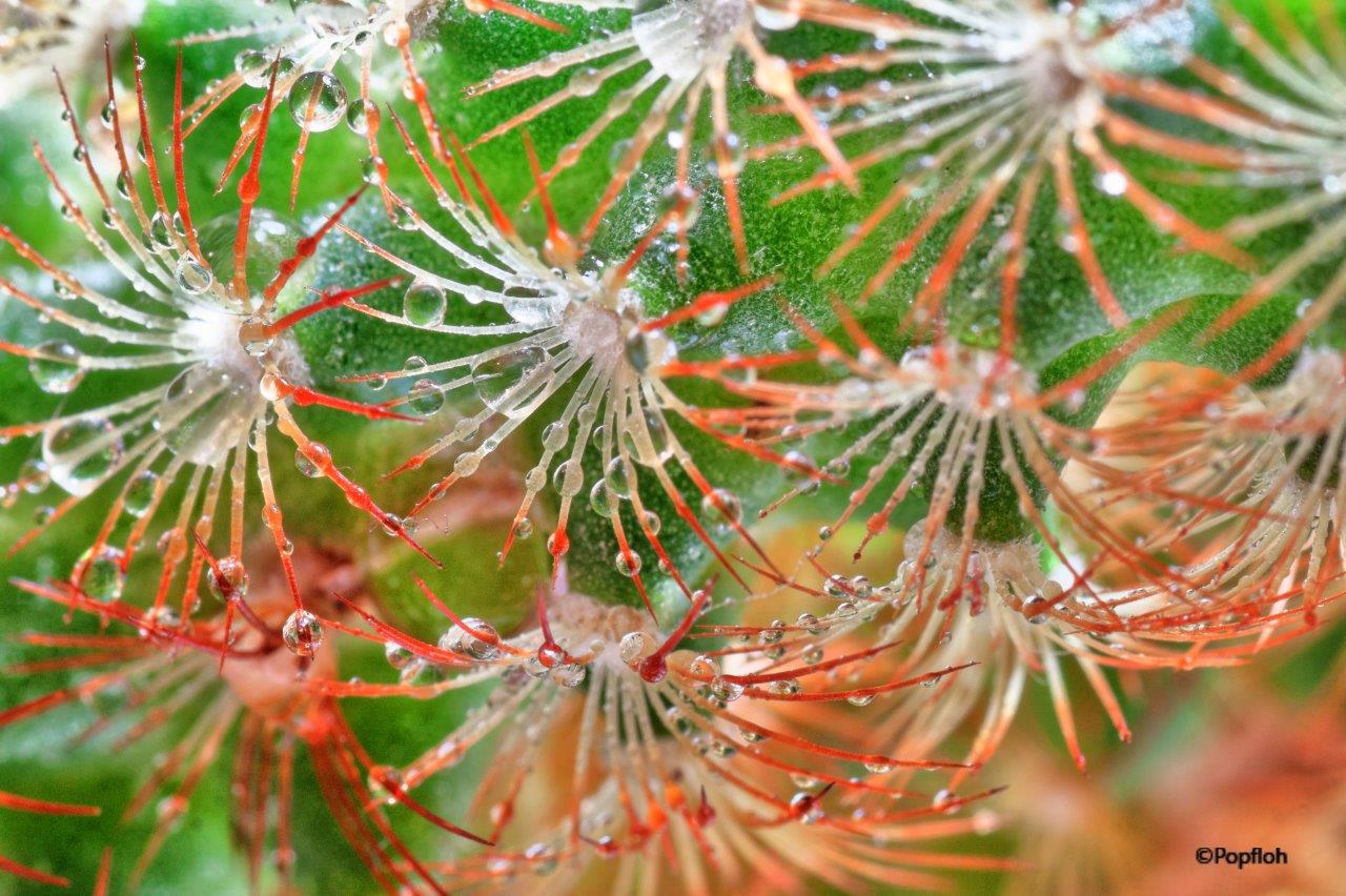 Drops on cactus