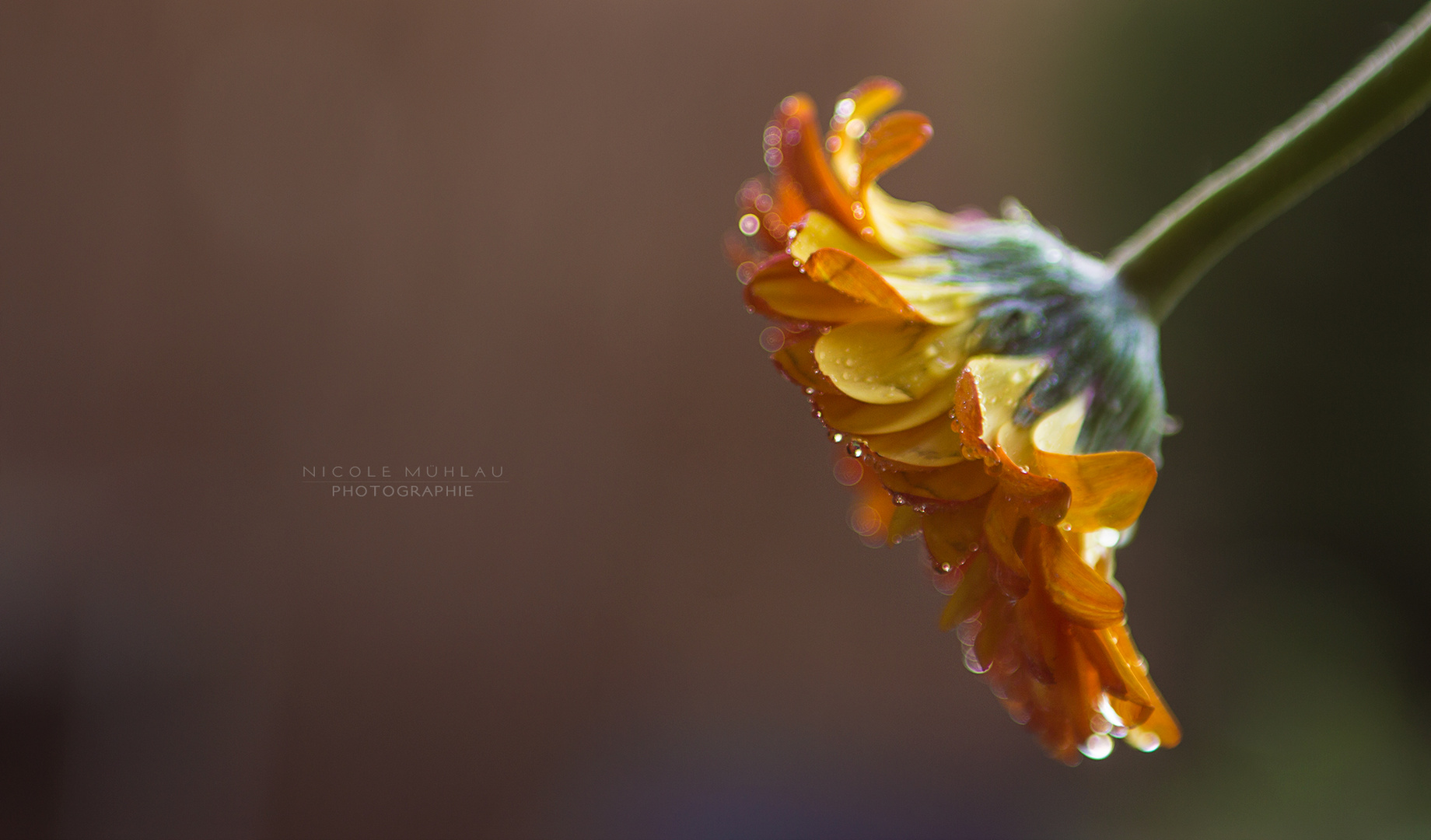 Drops on Flower