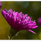 Drops on Flower