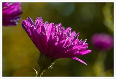 Drops on Flower