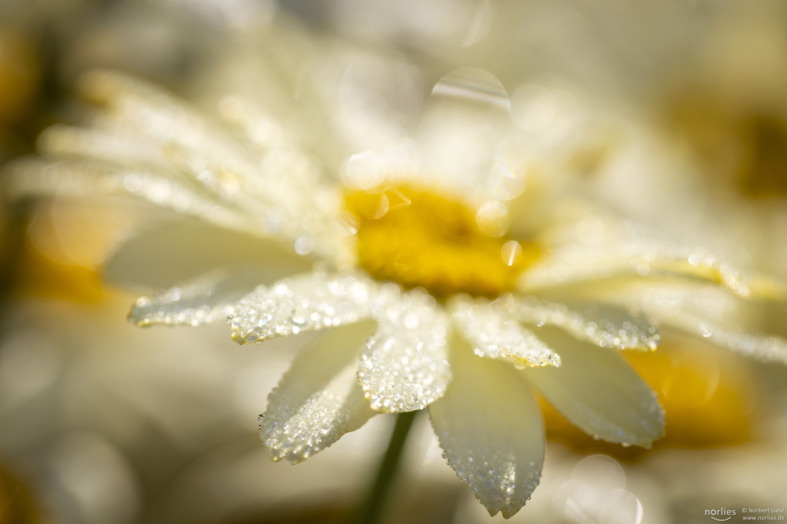 drops on flower