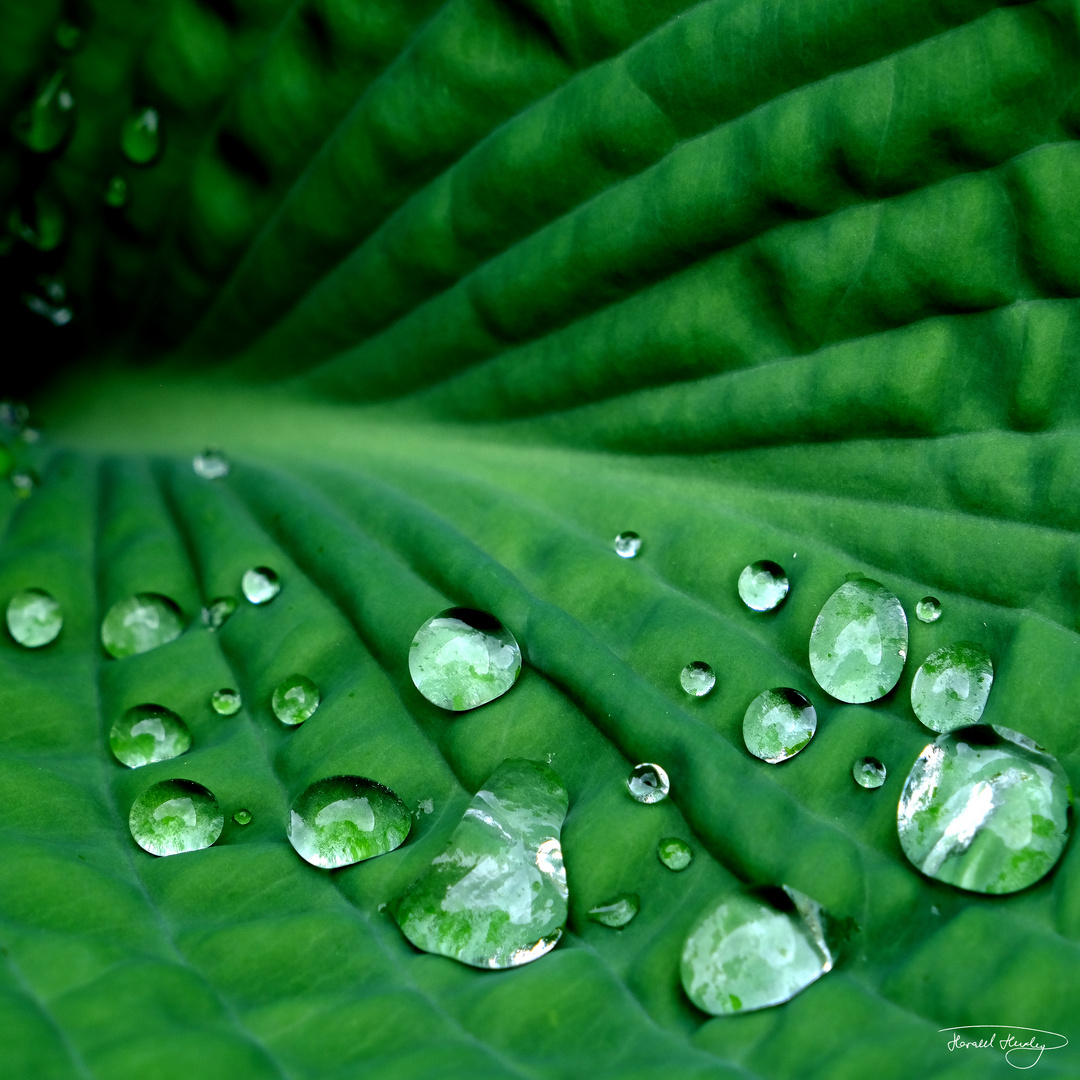 drops on funkia leaf I