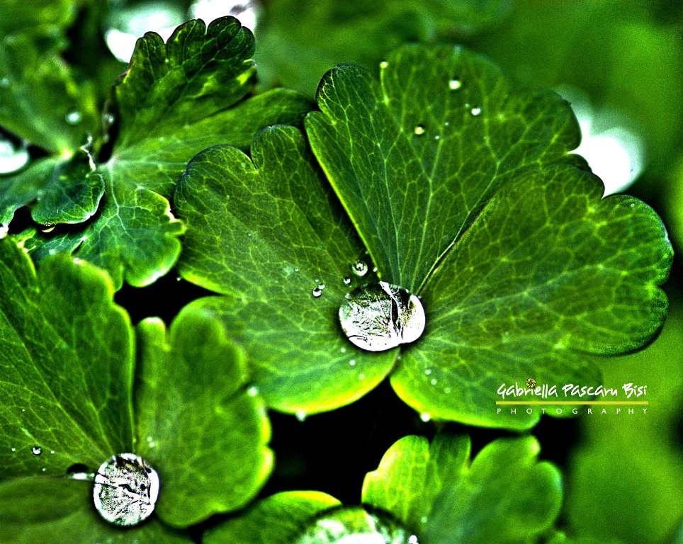 Drops on green