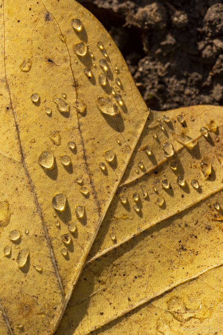 drops on leaf