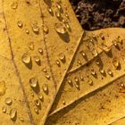 drops on leaf