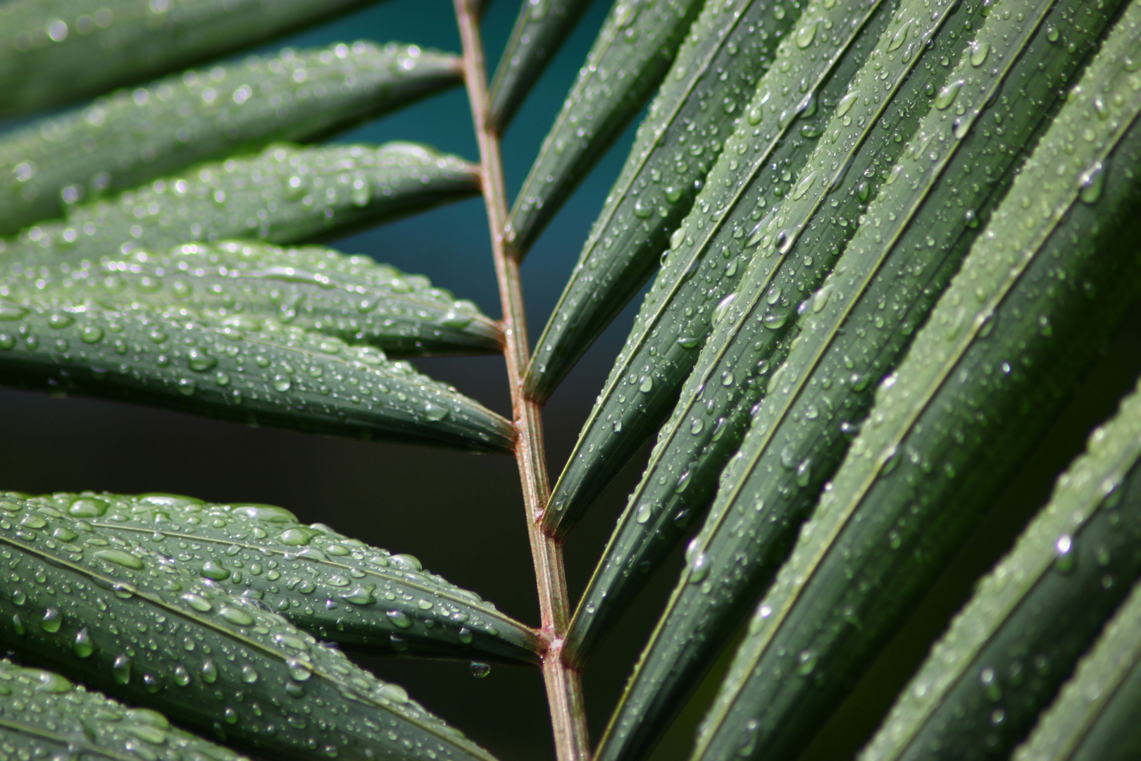 drops on leaf