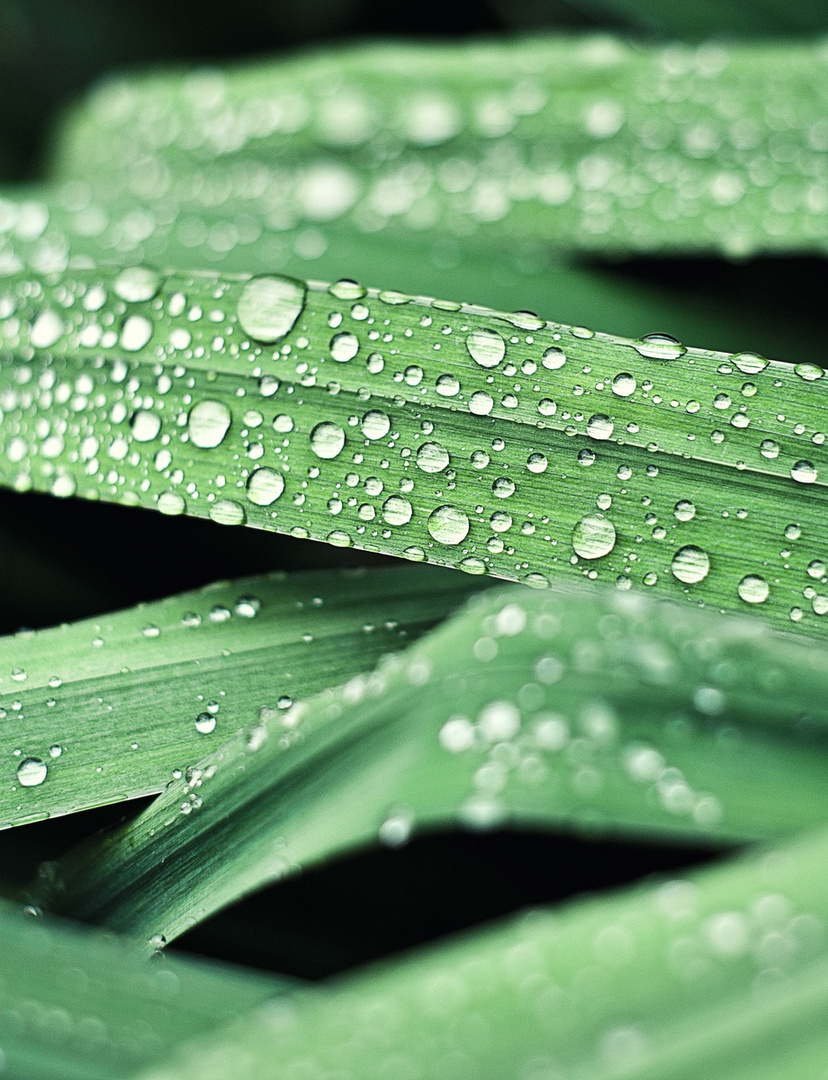 drops on leaves