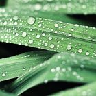 drops on leaves