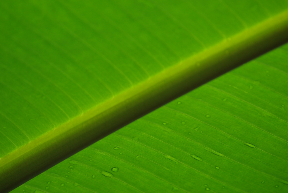 Drops on Palm