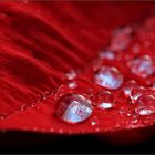 Drops on red