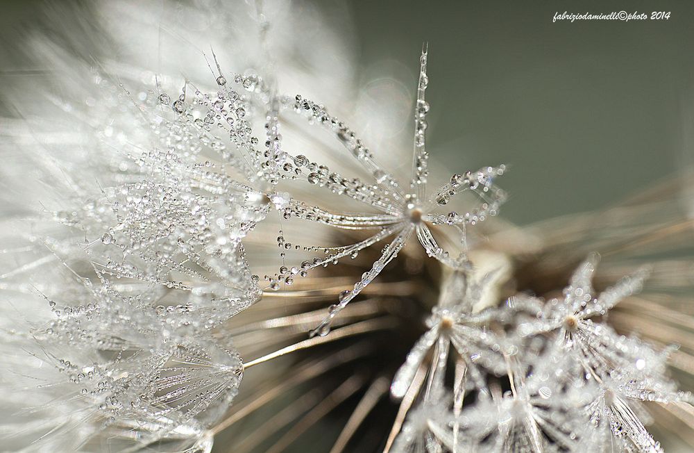 drops on Taraxacum