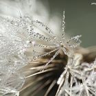 drops on Taraxacum