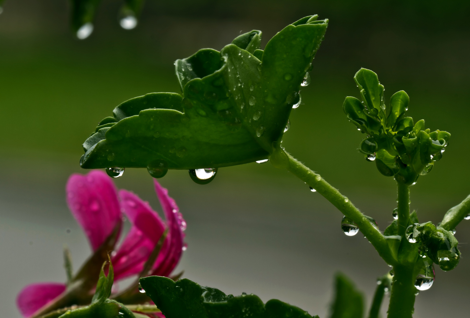 Drops on the Flower ....