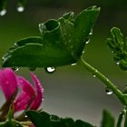 Drops on the Flower ....