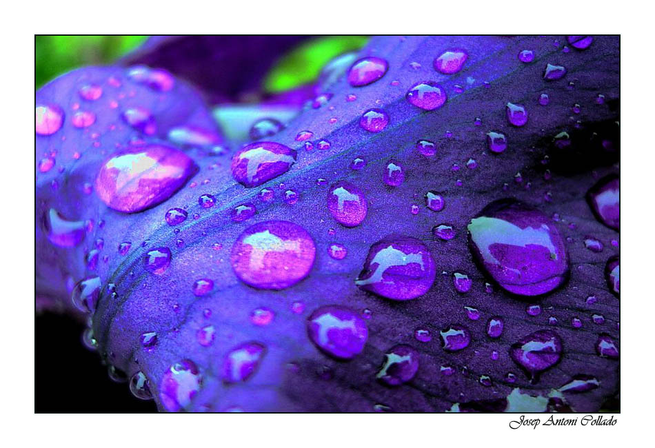 Drops on the lily