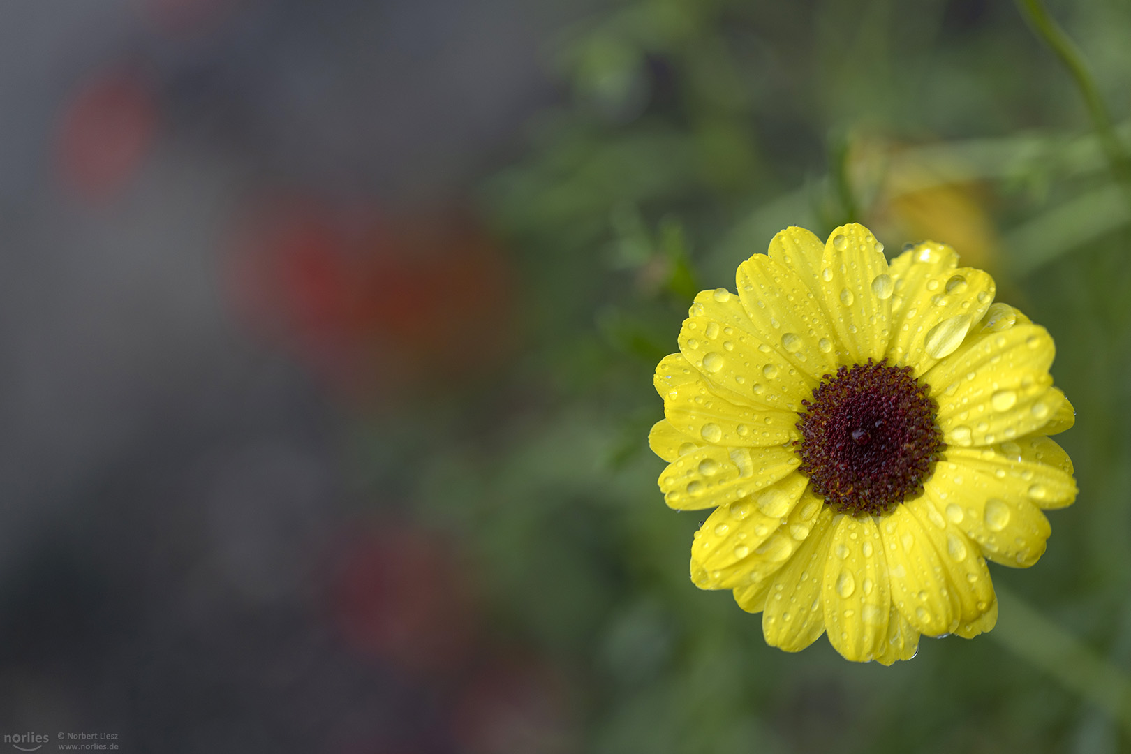 Drops on yellow flower